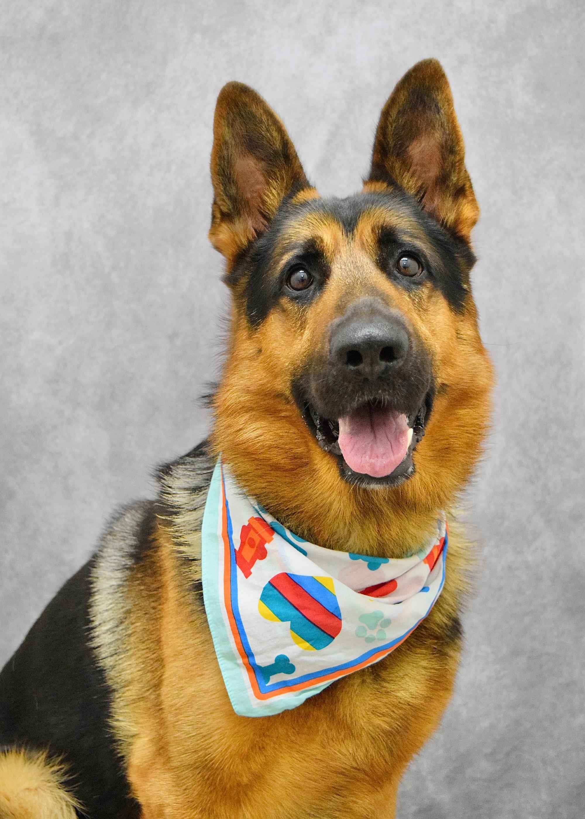 Ricky, a ADOPTABLE German Shepherd Dog in Dublin, CA image 2/4