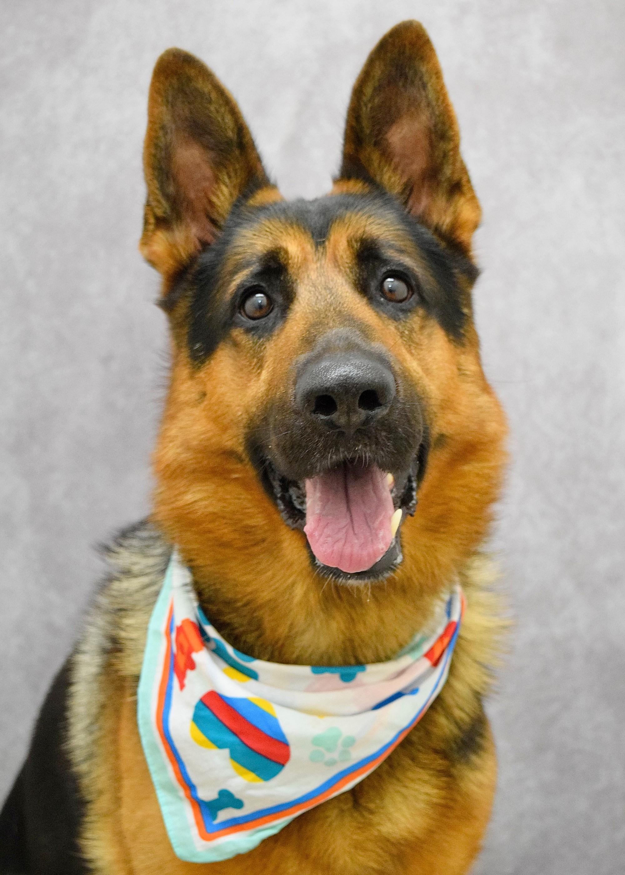 Ricky, ADOPTABLE, Adult Male German Shepherd Dog.
