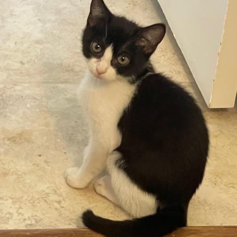 Patsy Cline, a Adoptable Domestic Medium Hair in Gainesville, GA image 5/5