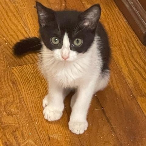 Patsy Cline, a Adoptable Domestic Medium Hair in Gainesville, GA image 4/5