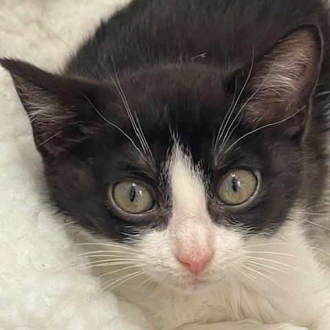 Patsy Cline, a Adoptable Domestic Medium Hair in Gainesville, GA image 1/5