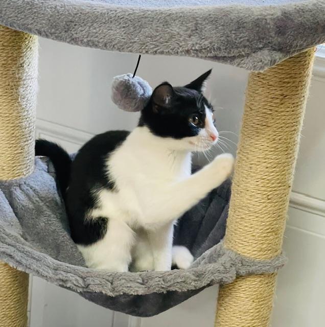 Patsy Cline, a Adoptable Domestic Medium Hair in Gainesville, GA image 2/5