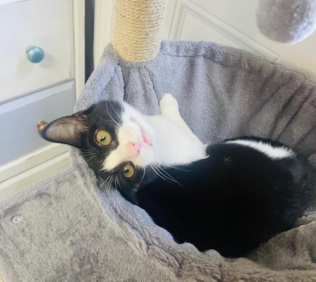 Patsy Cline, a Adoptable Domestic Medium Hair in Gainesville, GA image 3/5