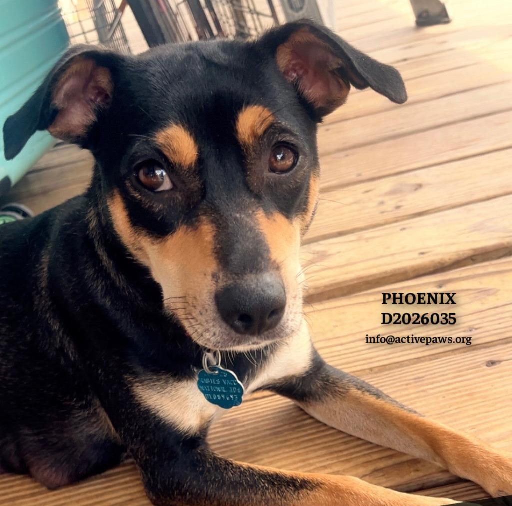 Phoenix, Adoptable, Young Female Mixed Breed.