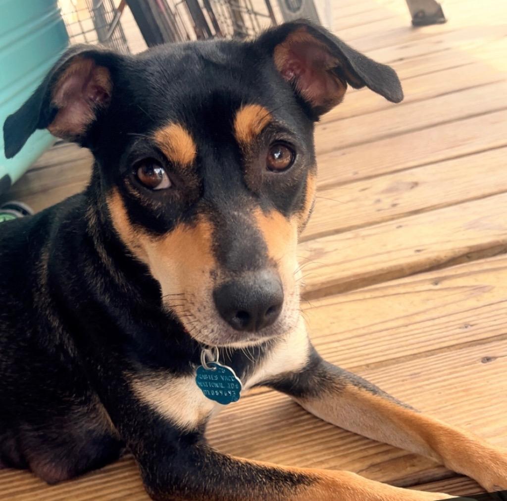 Phoenix, a Adoptable mixed breed in CONROE, TX image 2/4