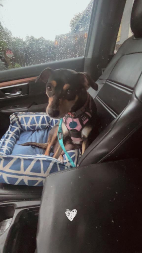 Phoenix, a Adoptable mixed breed in CONROE, TX image 3/4