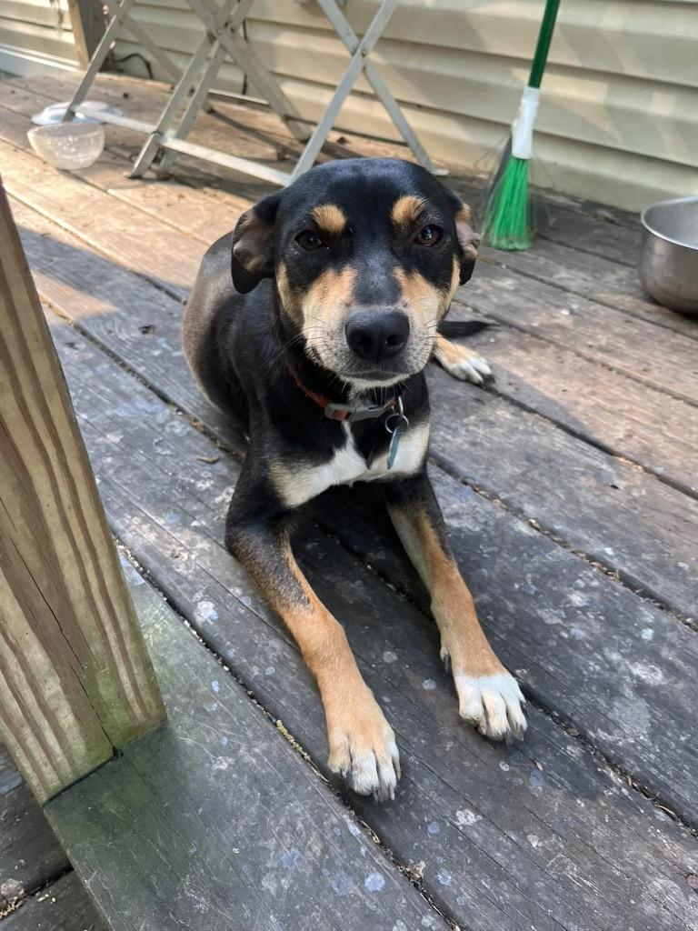 Phoenix, a Adoptable mixed breed in CONROE, TX image 4/4