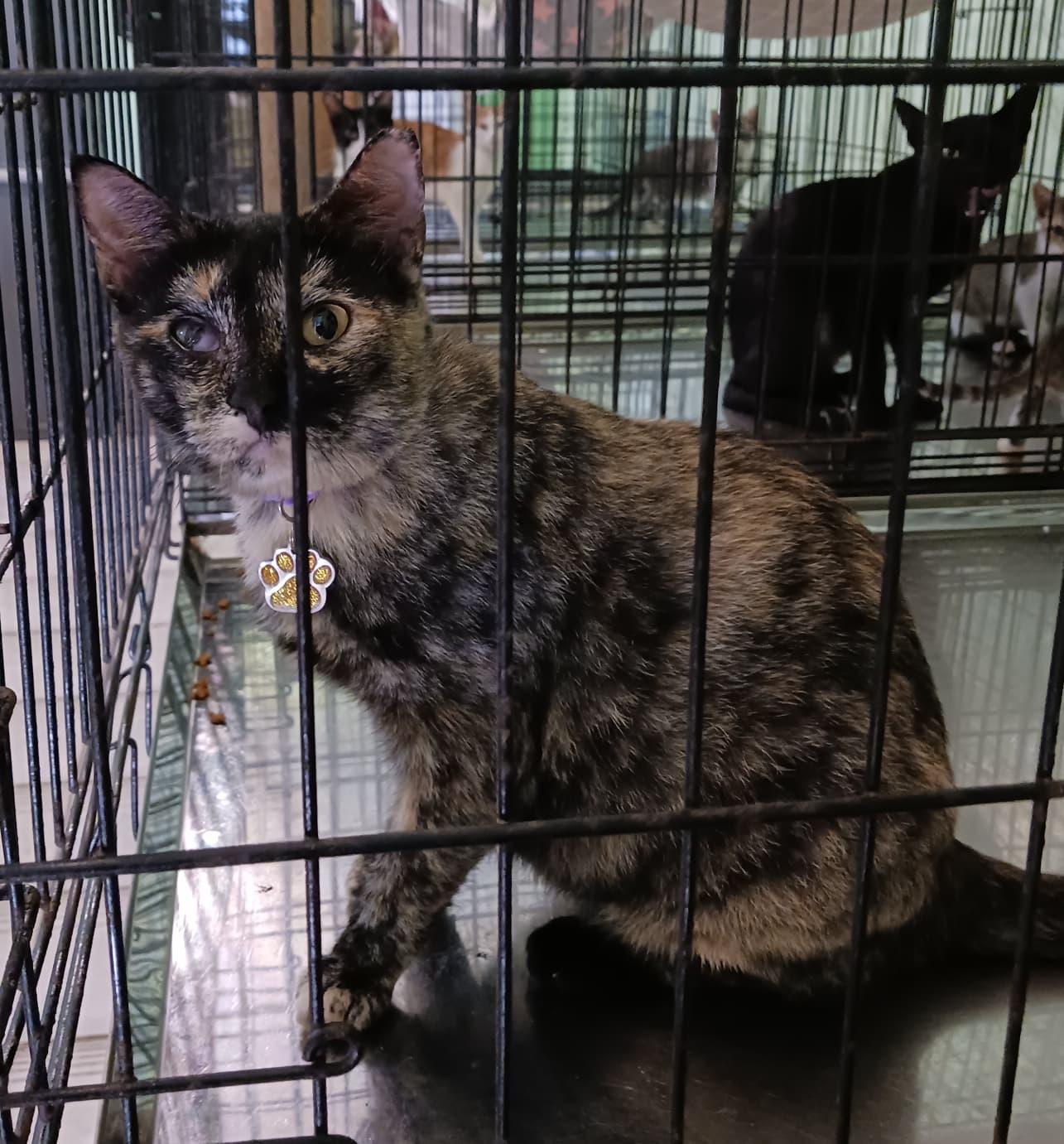 Anmitsu, a Adoptable Domestic Short Hair in San Juan, PR image 4/6