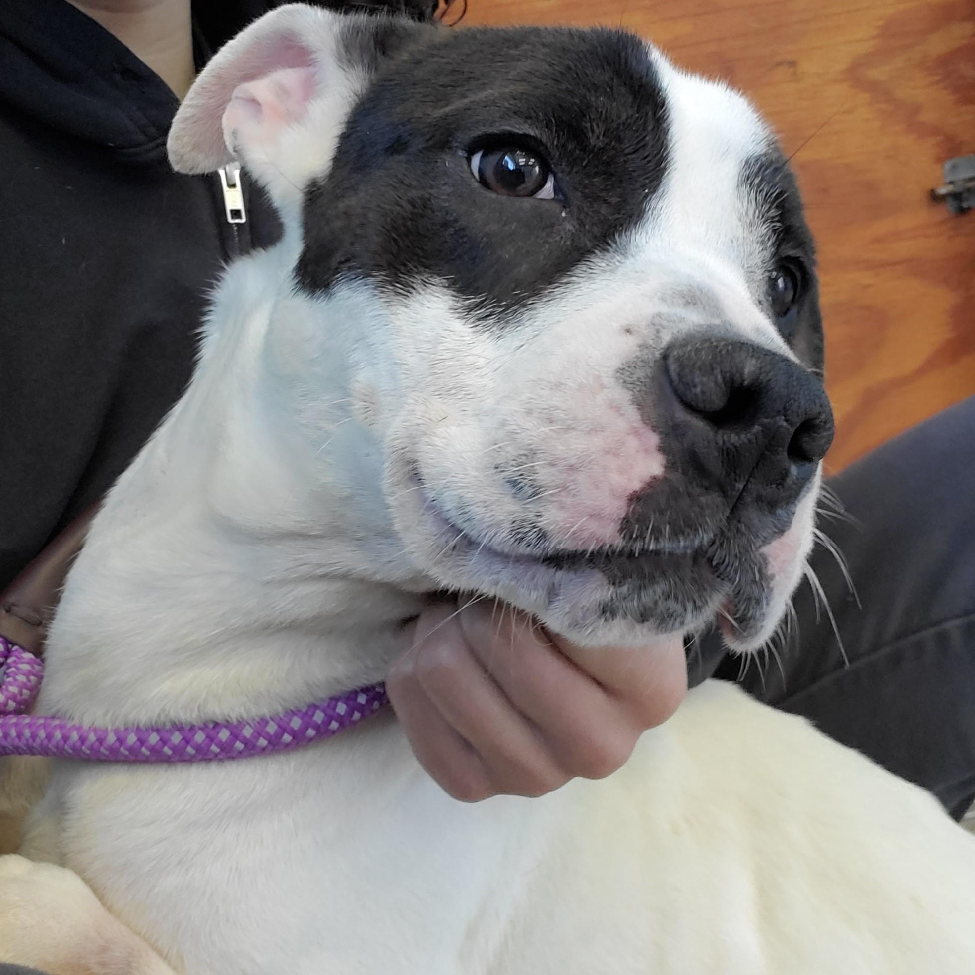 Enlarge Pico, a Adoptable Pit Bull Terrier in Jersey city, NJ image 1/1