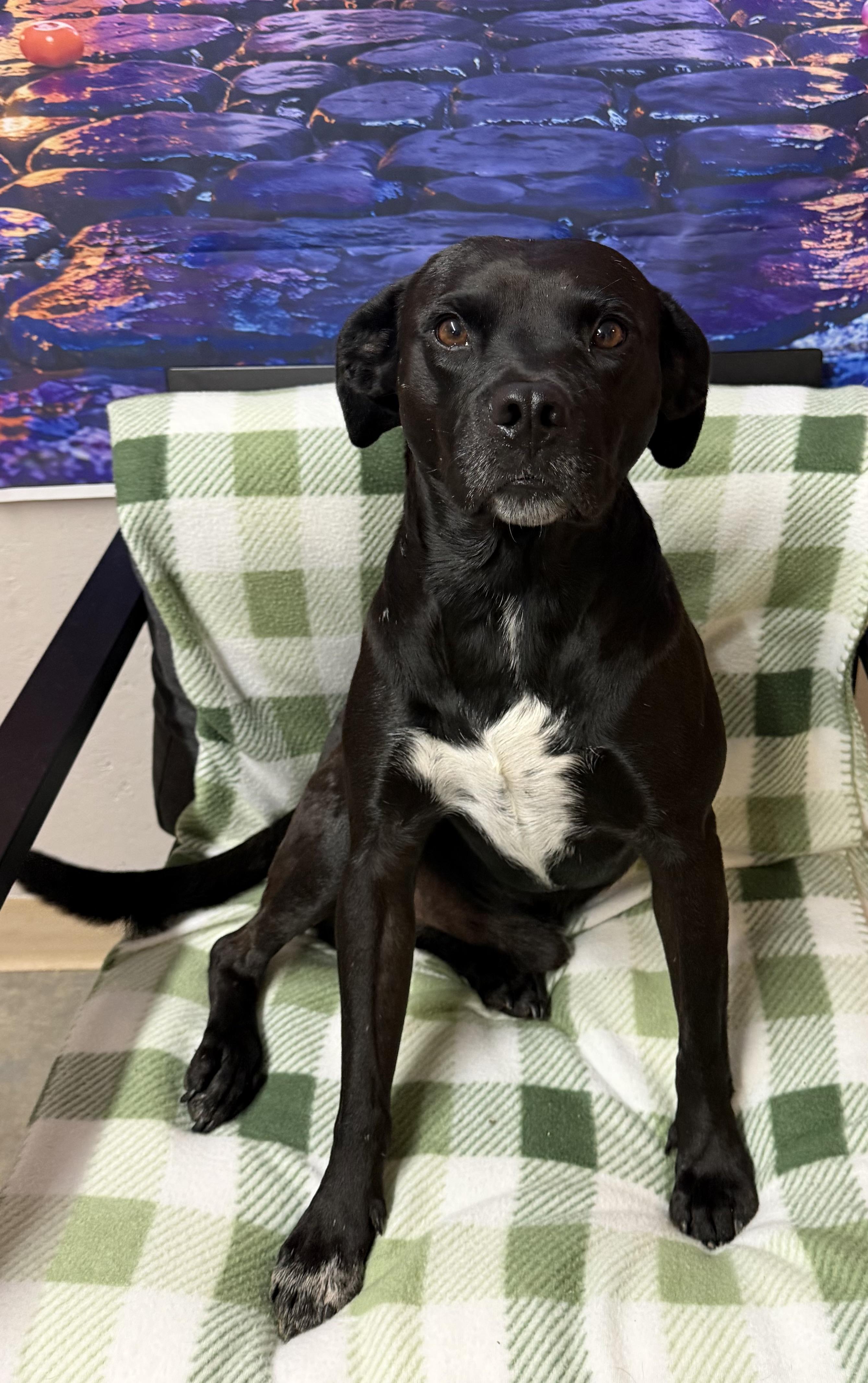 Dracula, Adoptable, Adult Male Black Labrador Retriever & Mixed Breed.