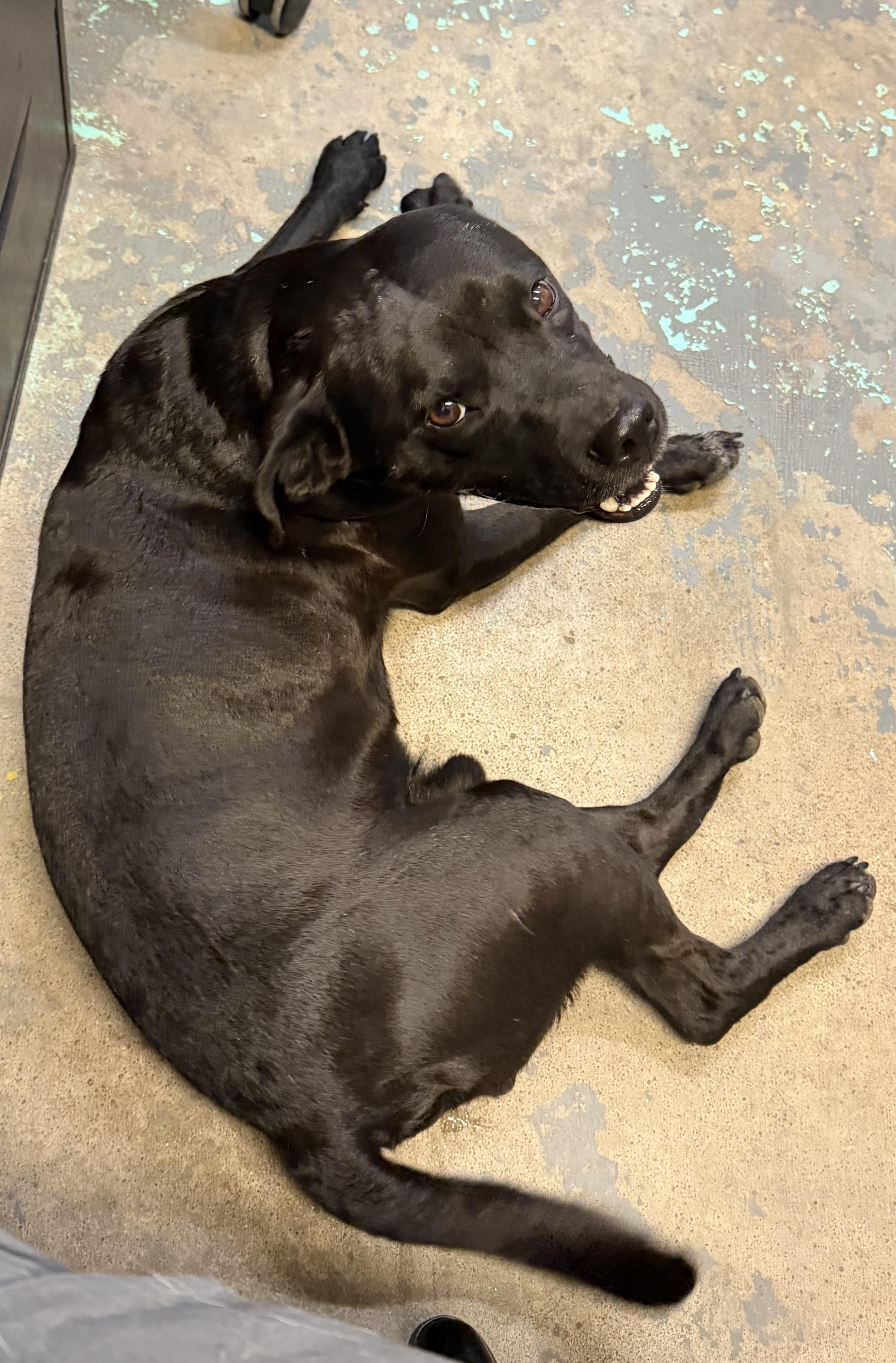 Enlarge Dracula, a Adoptable mixed breed in Grove, OK image 3/4
