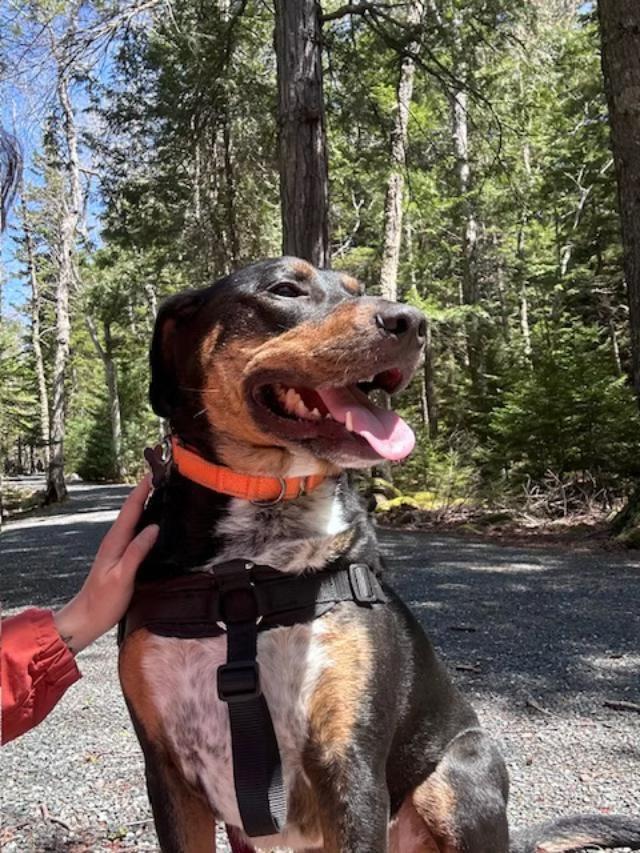Dexter - in Maine, a Adoptable mixed breed in Kennebunkport, ME image 1/6