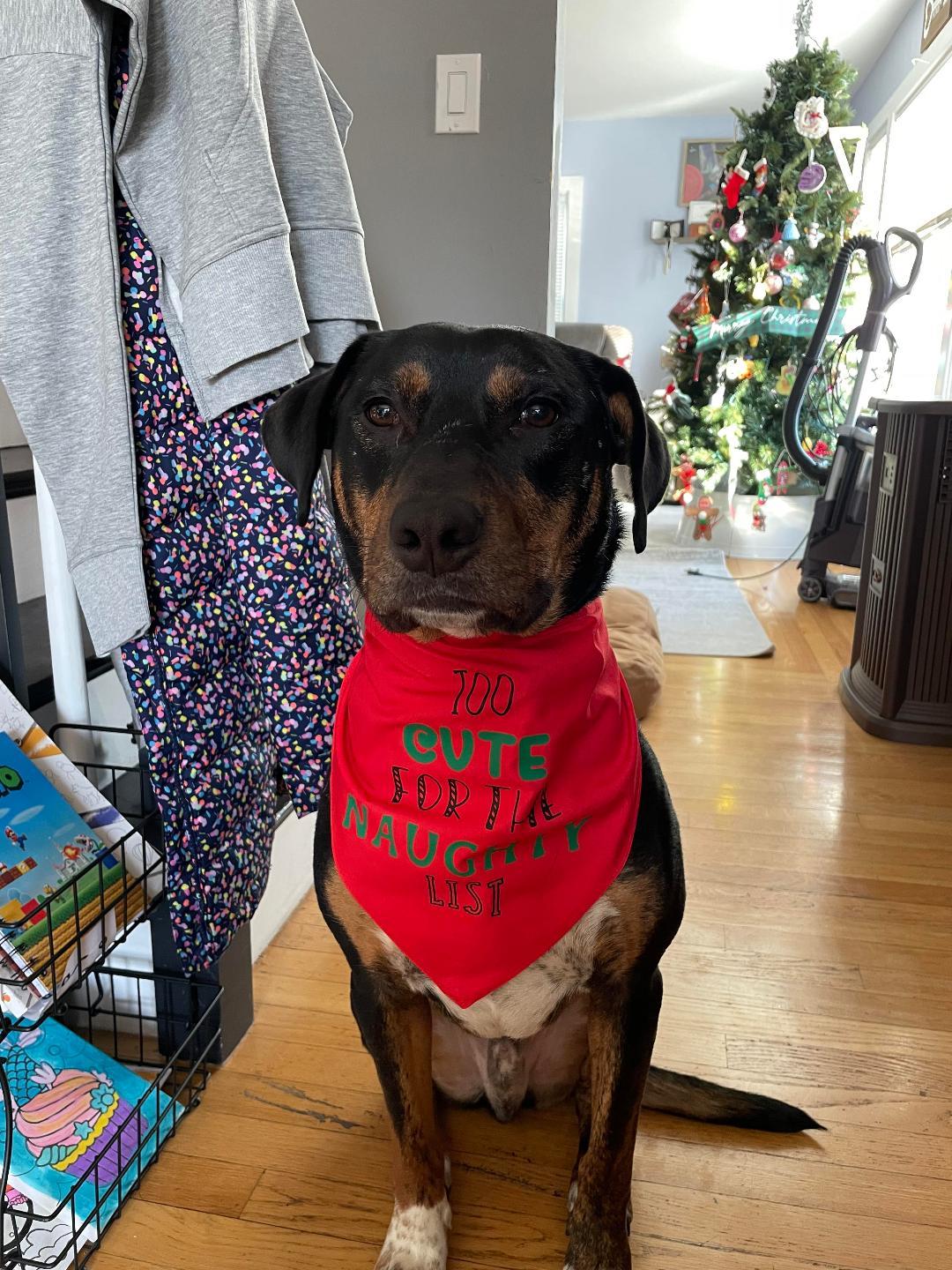 Dexter - in Maine, a Adoptable mixed breed in Kennebunkport, ME image 3/6