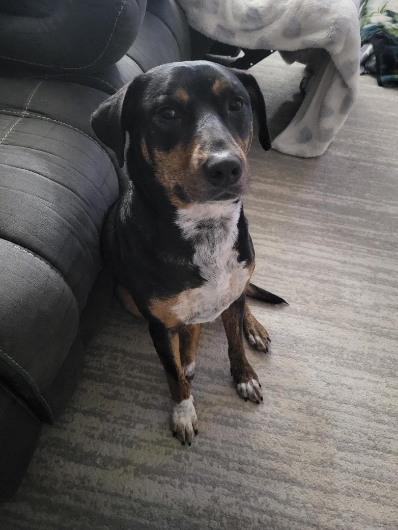 Dexter - in Maine, a Adoptable mixed breed in Kennebunkport, ME image 6/6