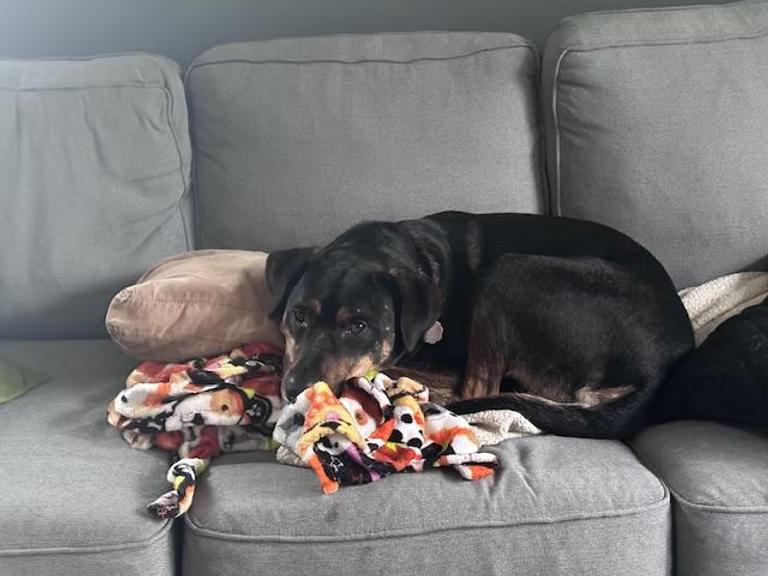 Dexter - in Maine, a Adoptable mixed breed in Kennebunkport, ME image 5/6