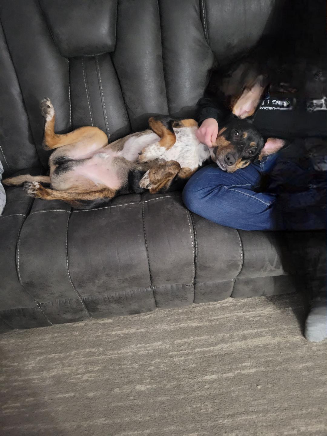 Dexter - in Maine, a Adoptable mixed breed in Kennebunkport, ME image 2/6