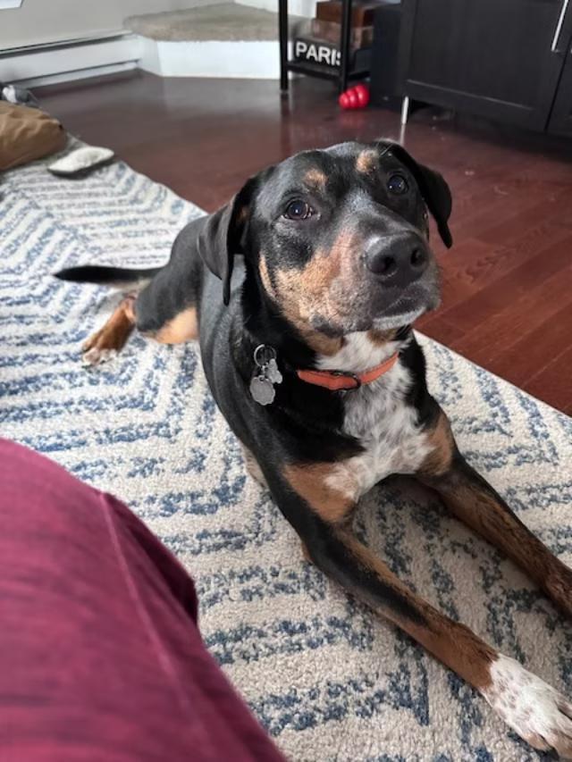 Dexter - in Maine, a Adoptable mixed breed in Kennebunkport, ME image 4/6