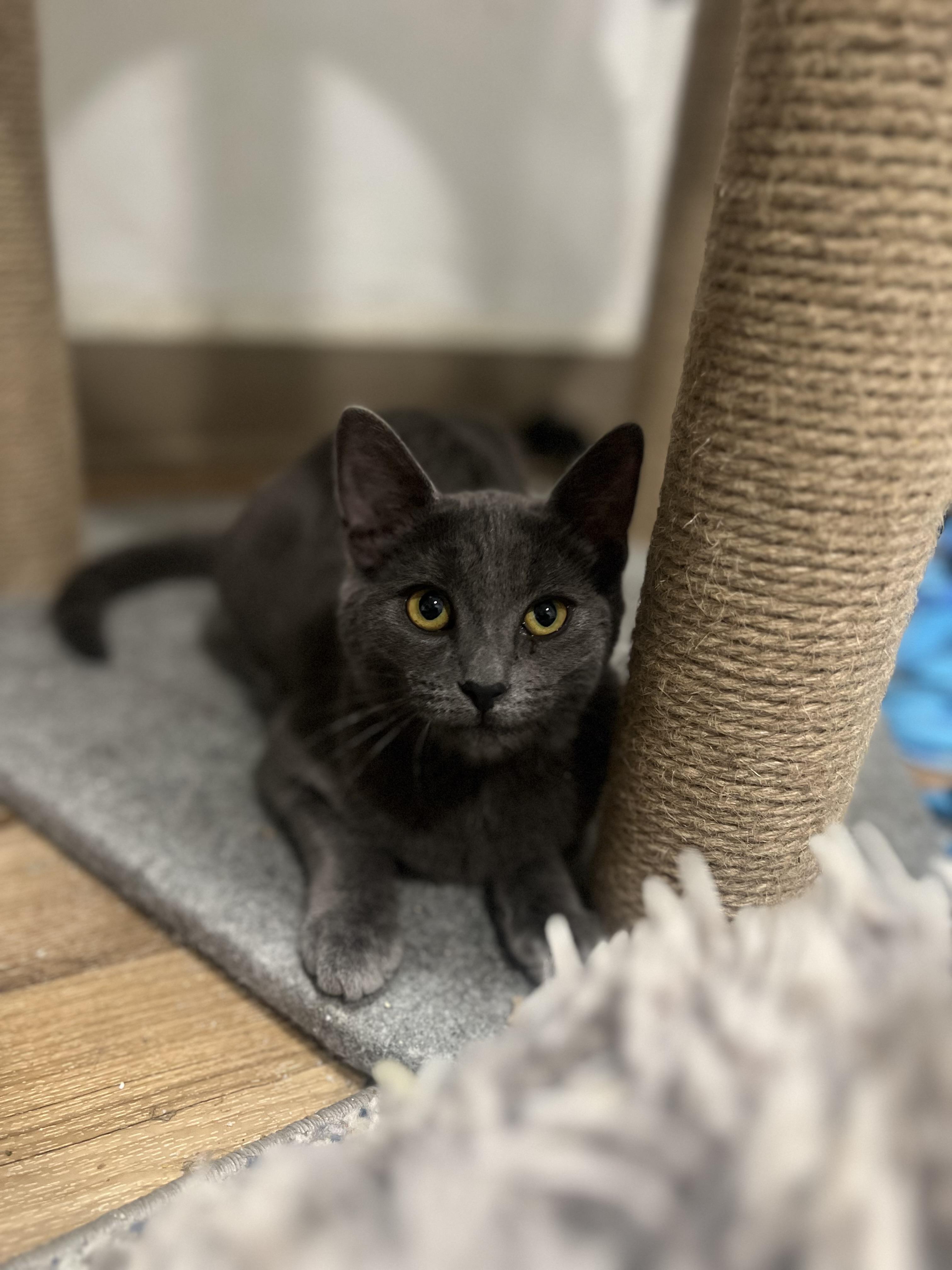 Laila, a Adoptable Tabby in Rio Linda, CA image 3/5