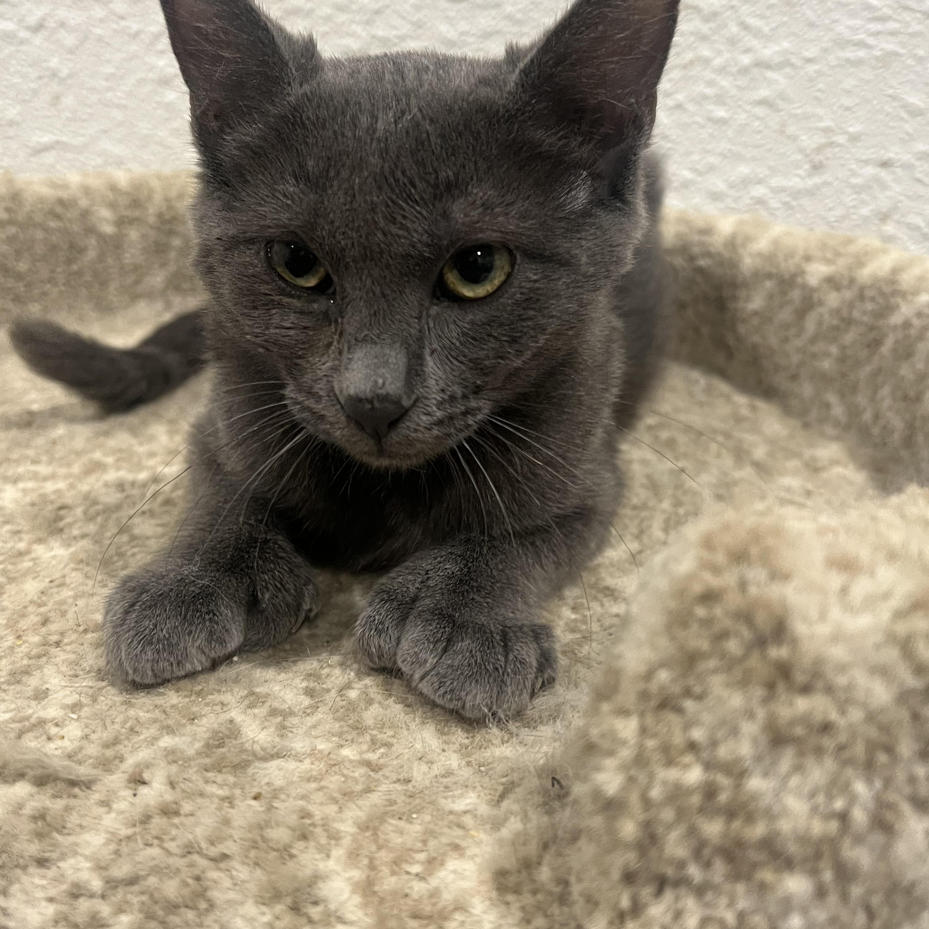 Laila, a Adoptable Tabby in Rio Linda, CA image 5/5