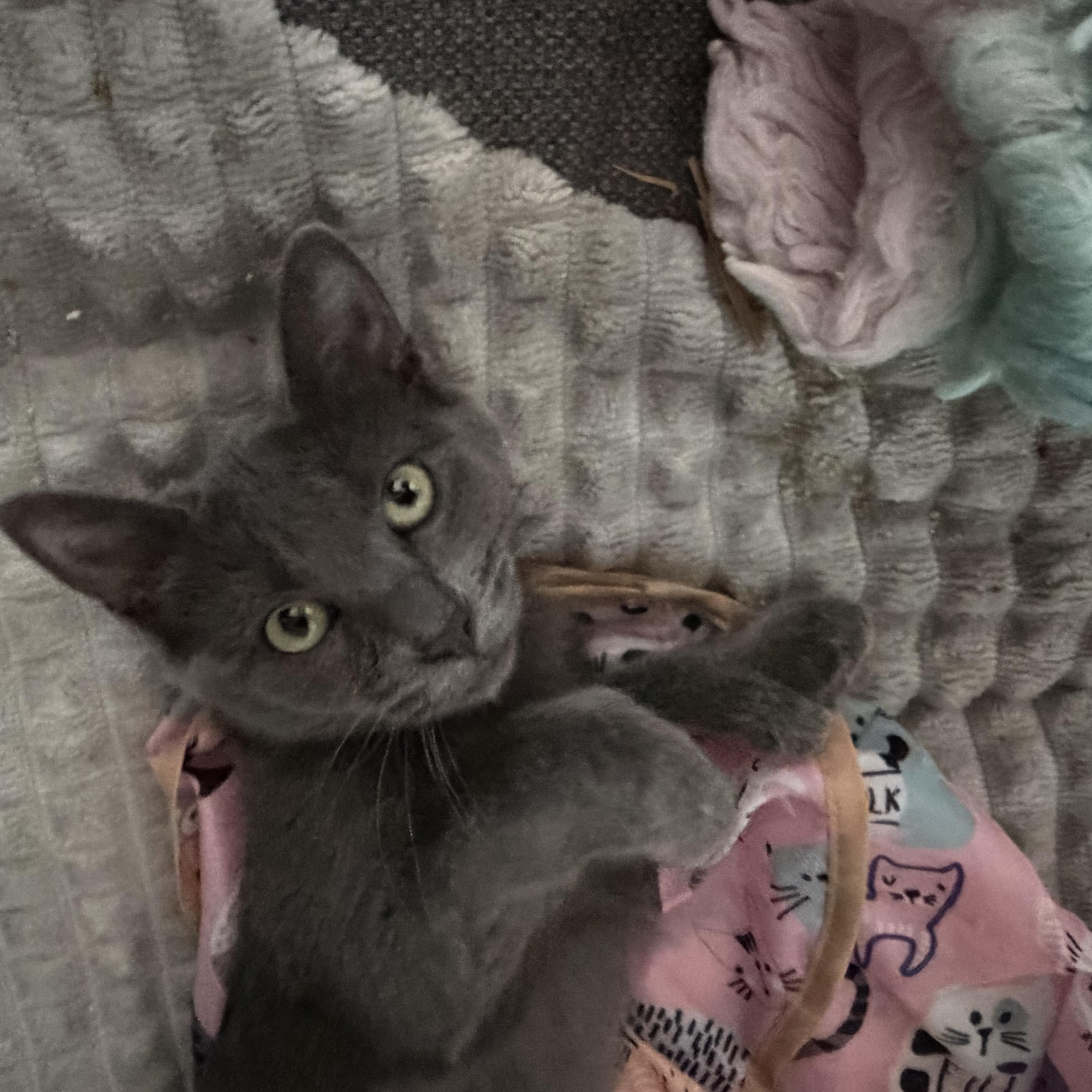 Laila, a Adoptable Tabby in Rio Linda, CA image 2/5