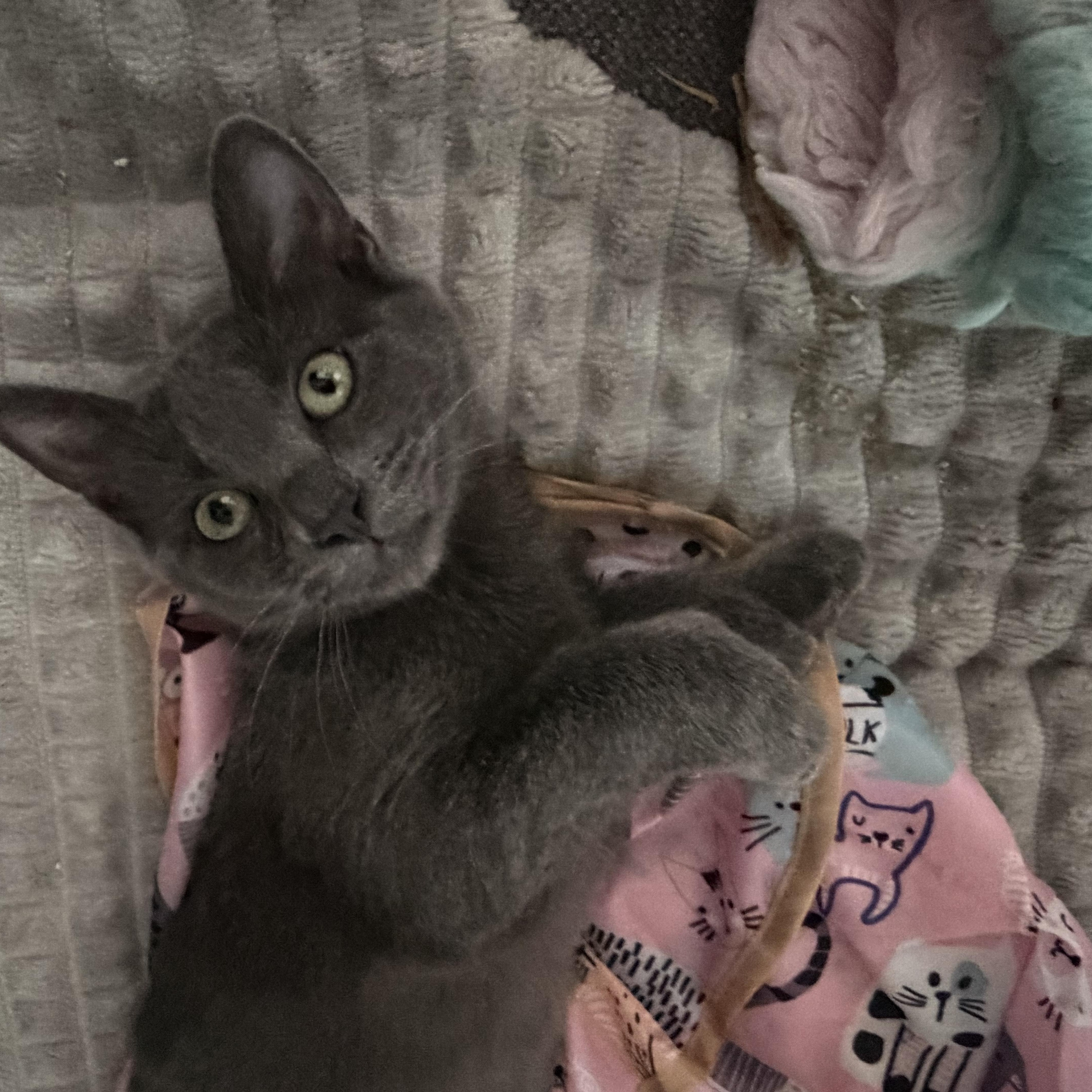 Laila, a Adoptable Tabby in Rio Linda, CA image 1/5