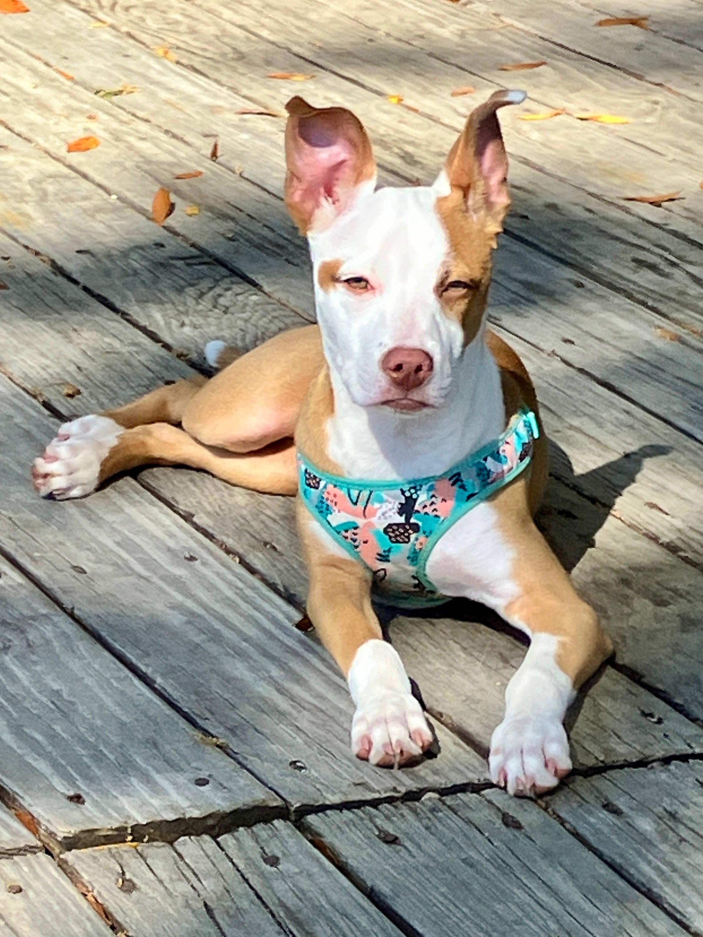 Gypsy, a Adoptable mixed breed in Wetumpka, AL image 2/3