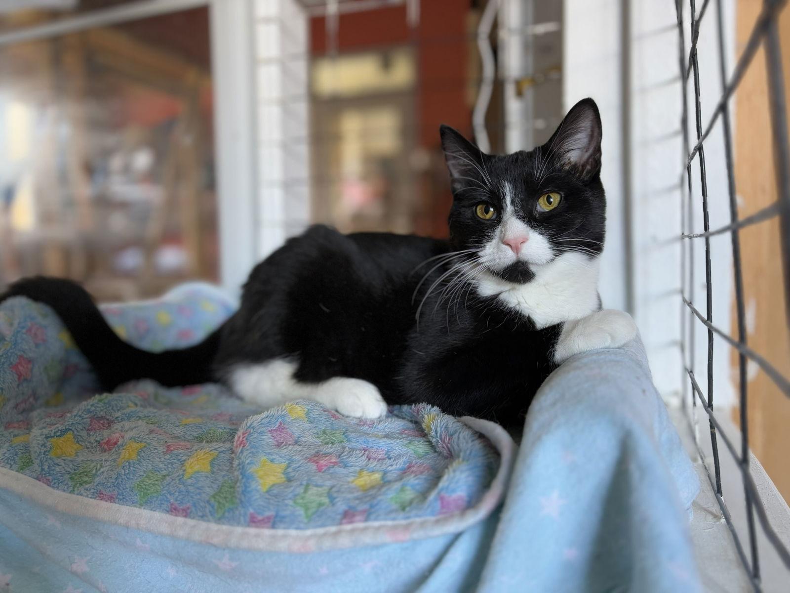 Lucy, Adoptable, Young Female Tuxedo.