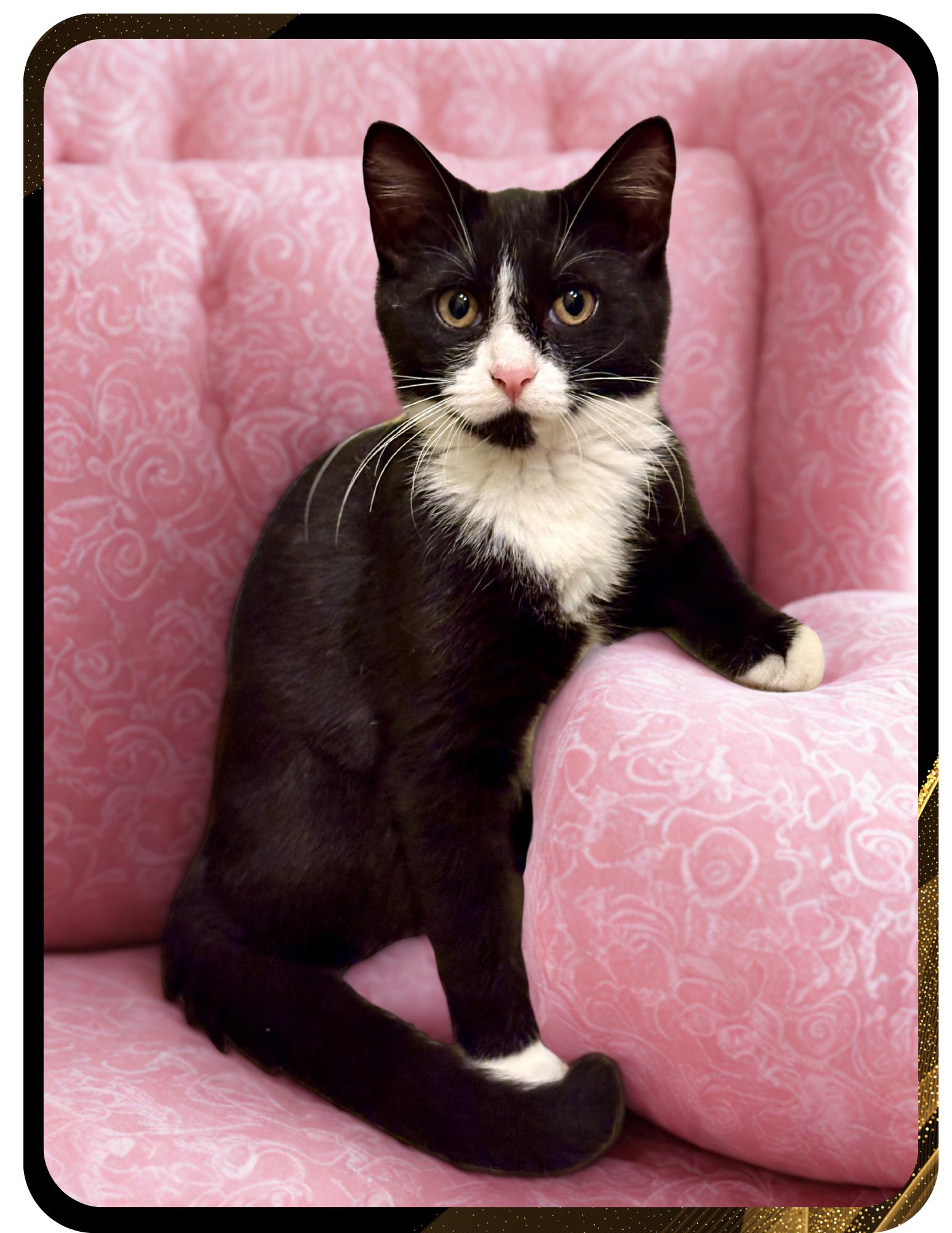 Lucy, a Adoptable Tuxedo in Flint Hill, VA image 1/3