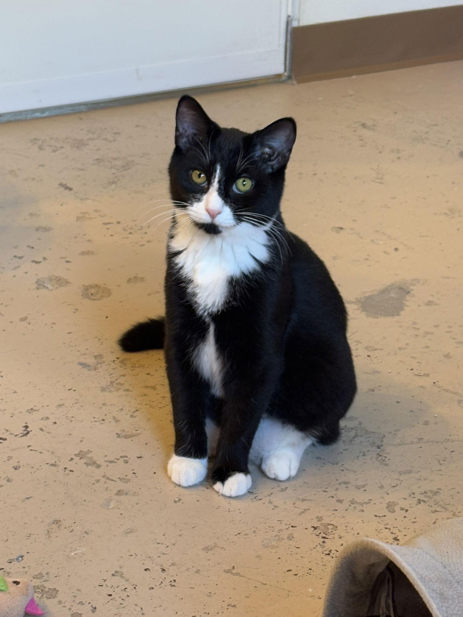 Lucy, a Adoptable Tuxedo in Flint Hill, VA image 2/3