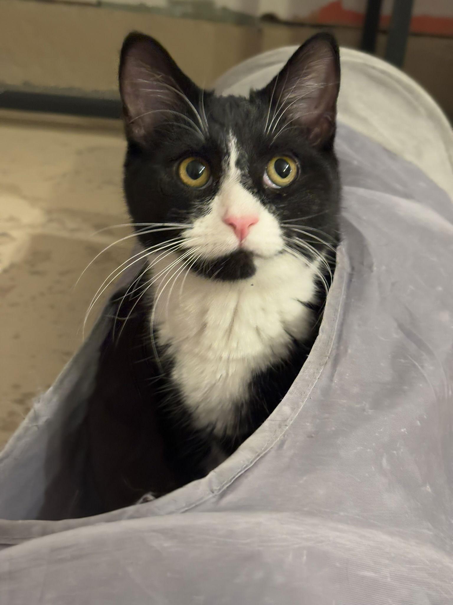 Enlarge Lucy, a Adoptable Tuxedo in Flint Hill, VA image 2/3