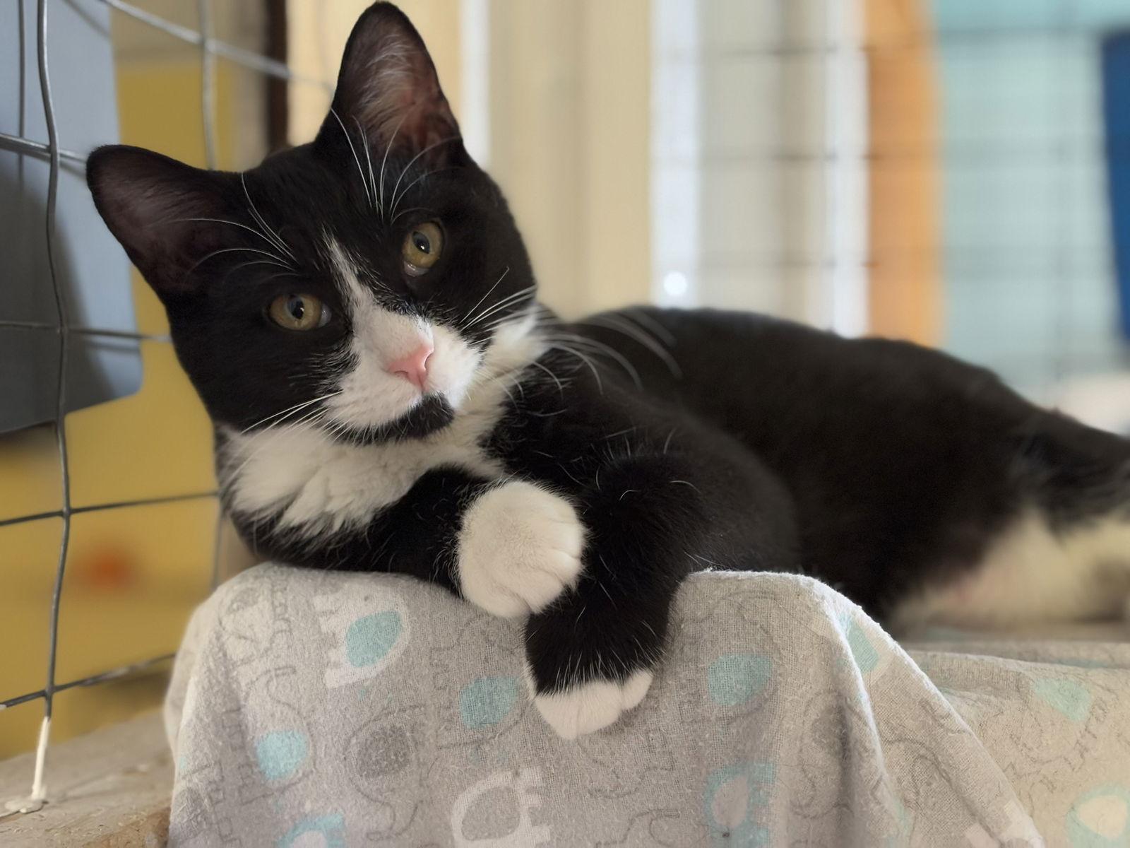 Lucy, a Adoptable Tuxedo in Flint Hill, VA image 3/3