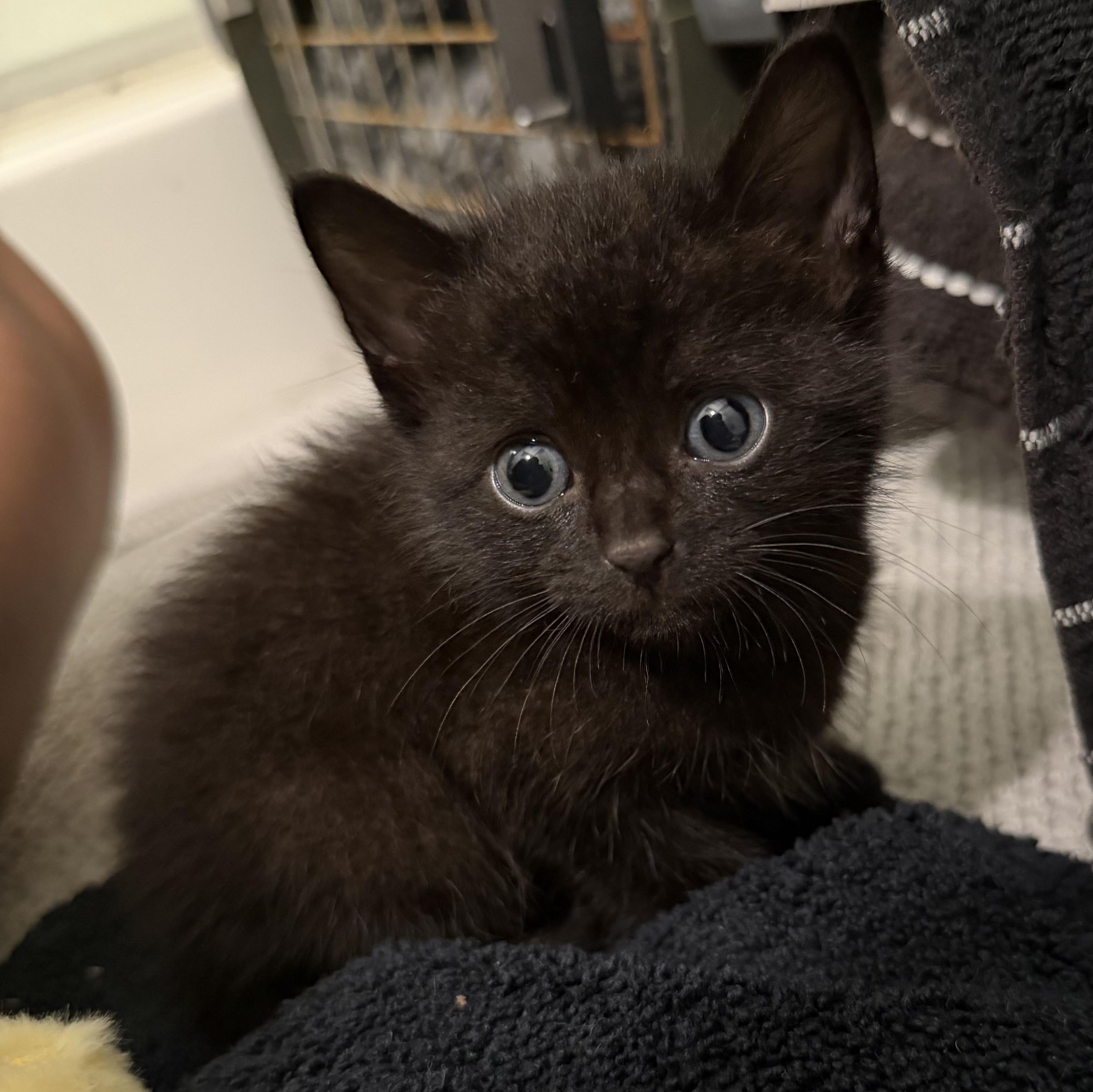 Enlarge Bear, a ADOPTABLE Domestic Short Hair in Tampa, FL image 4/6