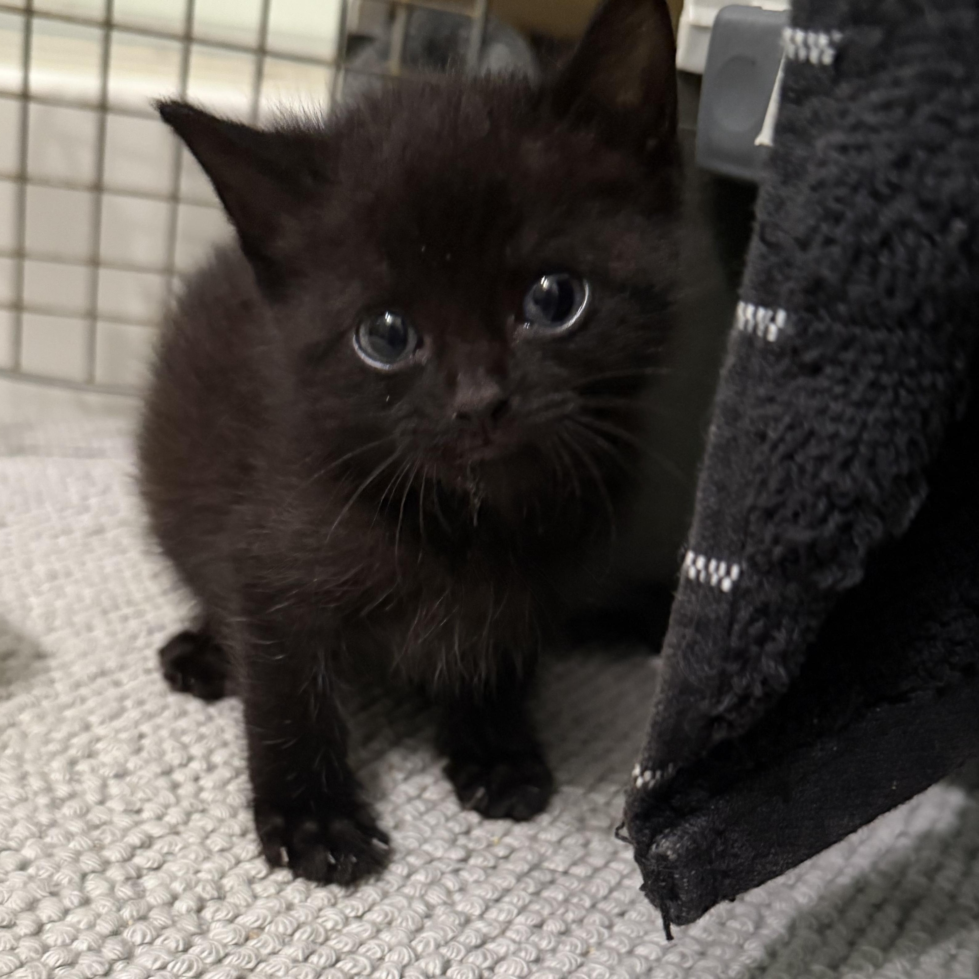 Enlarge Bear, a ADOPTABLE Domestic Short Hair in Tampa, FL image 3/6