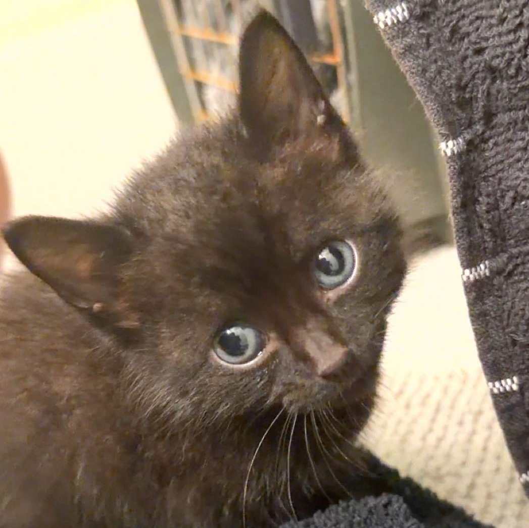 Enlarge Bear, a ADOPTABLE Domestic Short Hair in Tampa, FL image 6/6