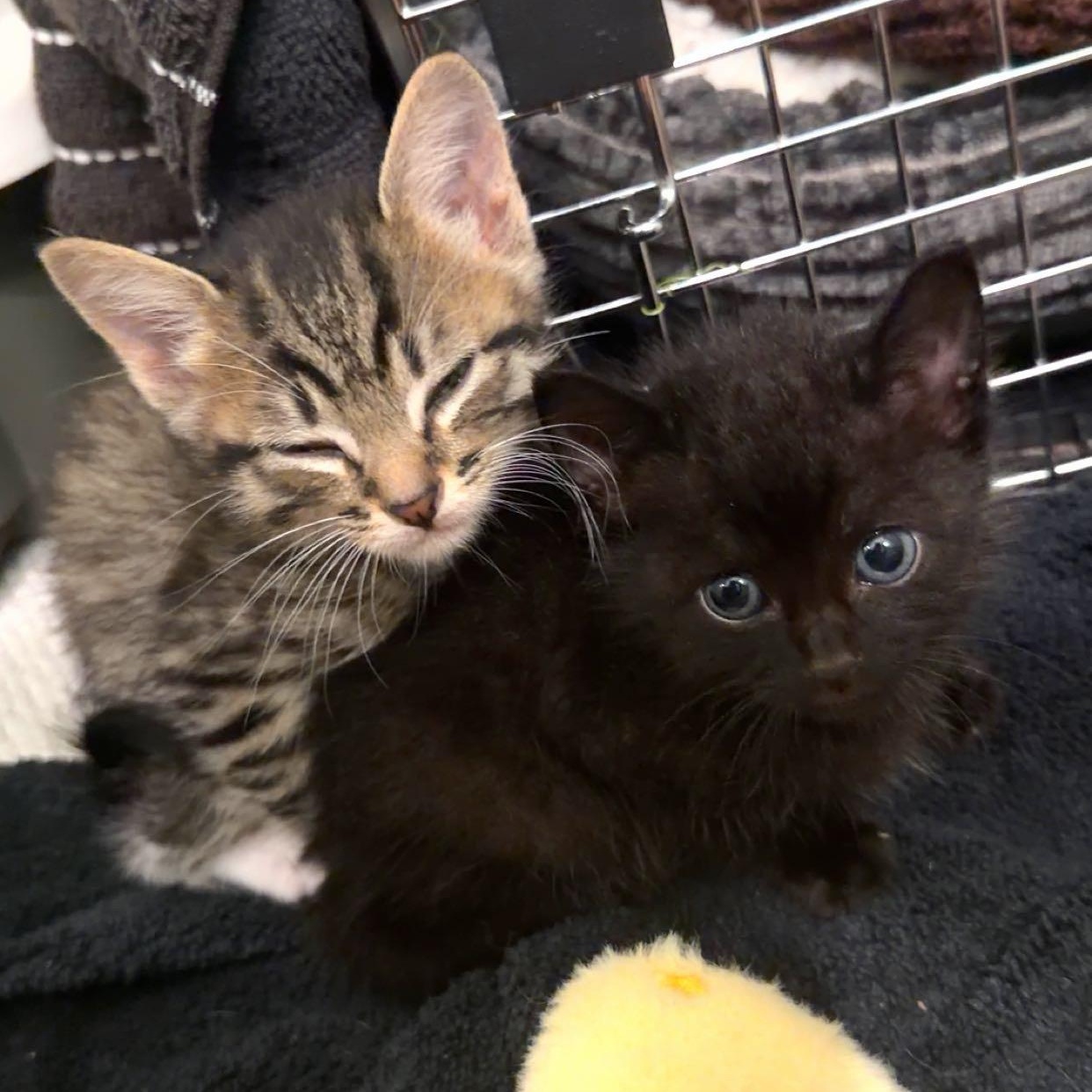 Enlarge Bear, a ADOPTABLE Domestic Short Hair in Tampa, FL image 2/6