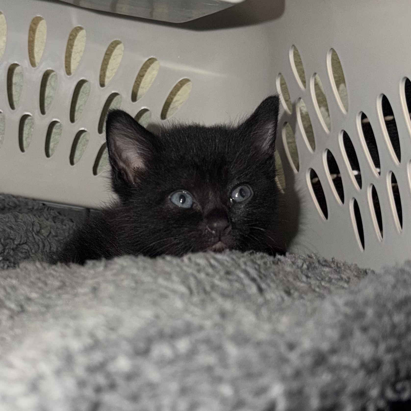 Enlarge Bear, a ADOPTABLE Domestic Short Hair in Tampa, FL image 5/6