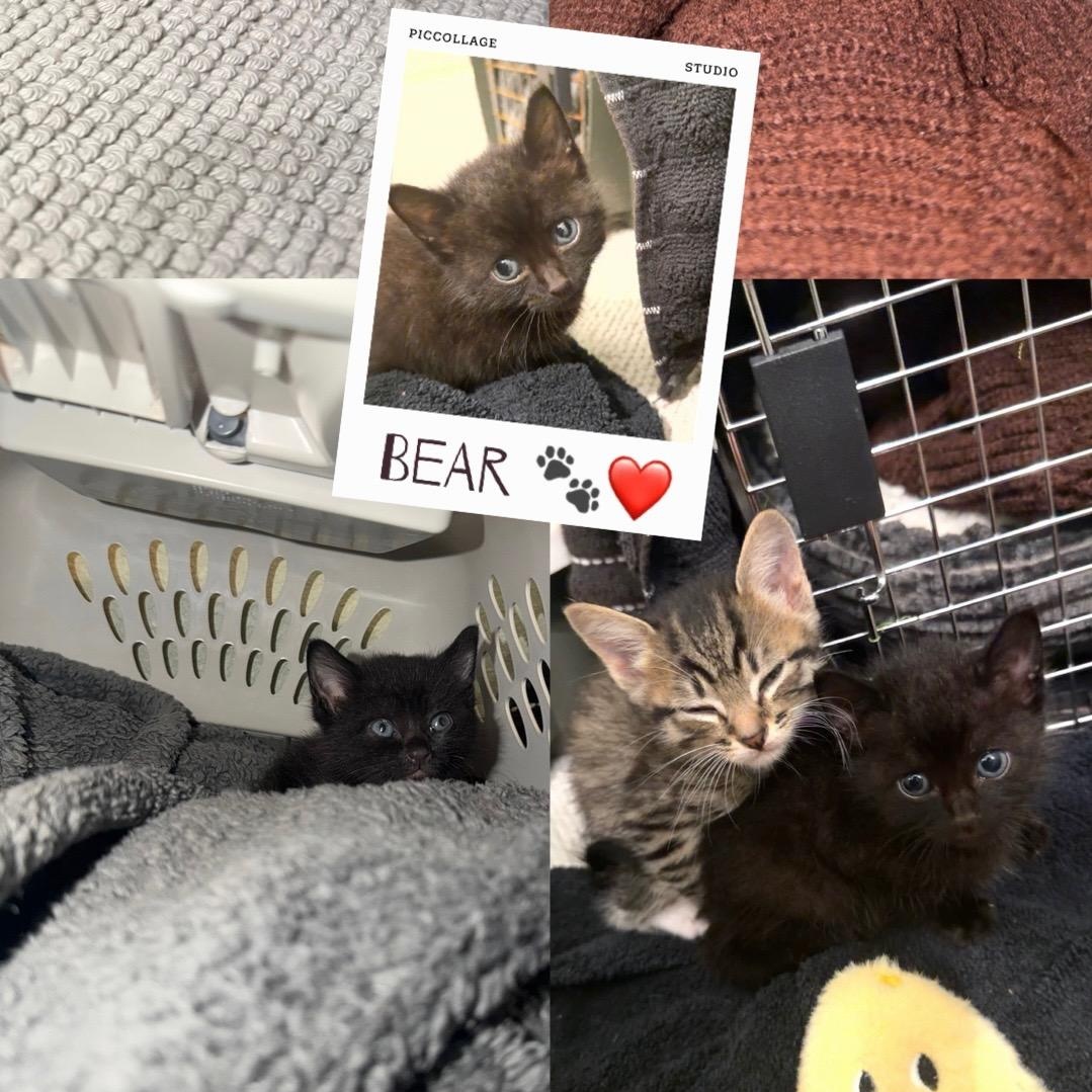 Bear, ADOPTABLE, Kitten Male Domestic Short Hair.