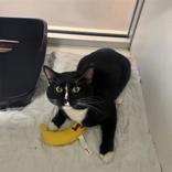 Enlarge Mouse, a ADOPTABLE Domestic Short Hair in Hilliard, OH image 2/2