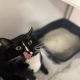 Enlarge Mouse, a ADOPTABLE Domestic Short Hair in Hilliard, OH image 1/2