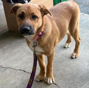 Enlarge Molly, a Adoptable mixed breed in Mocksville, NC image 1/2