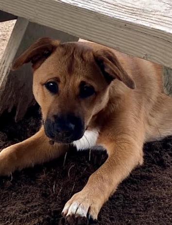 Enlarge Molly, a Adoptable mixed breed in Mocksville, NC image 2/2
