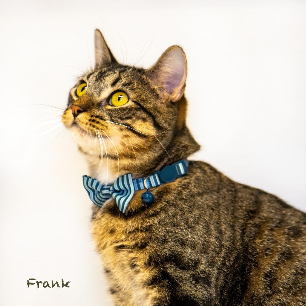 Frank, a Adoptable mixed breed in Hot Springs Village, AR image 1/4