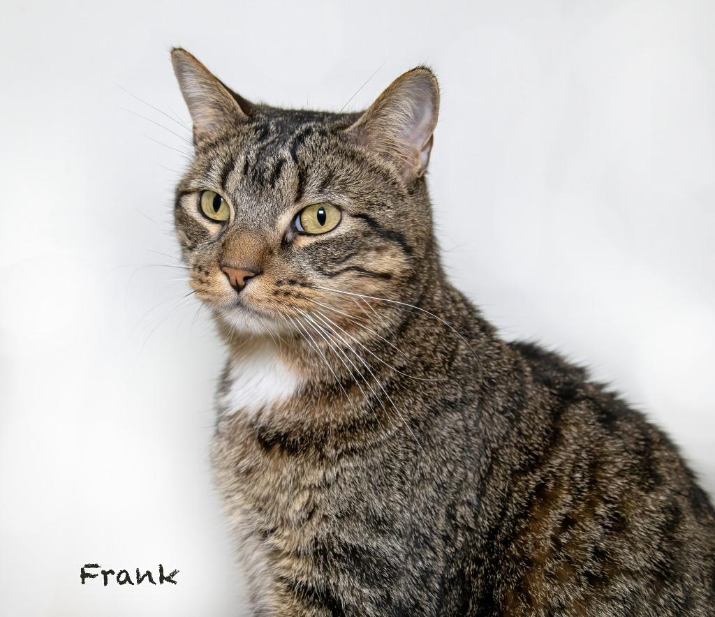 Frank, Adoptable, Adult Male Domestic Short Hair.