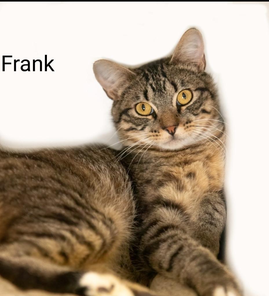 Frank, a Adoptable mixed breed in Hot Springs Village, AR image 3/4