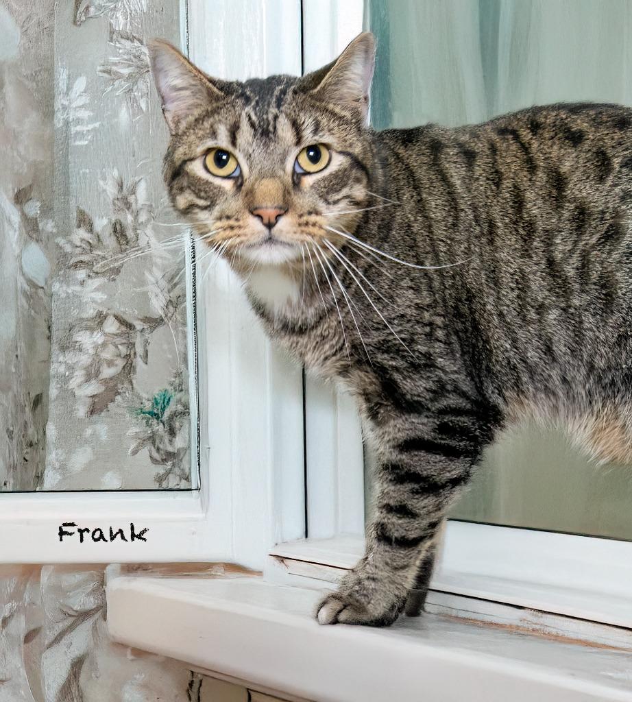 Enlarge Frank, a Adoptable mixed breed in Hot Springs Village, AR image 3/3