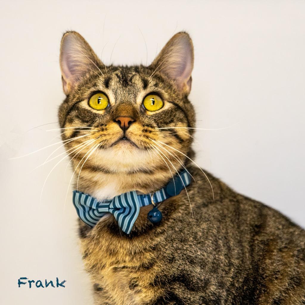 Frank, a Adoptable mixed breed in Hot Springs Village, AR image 2/4