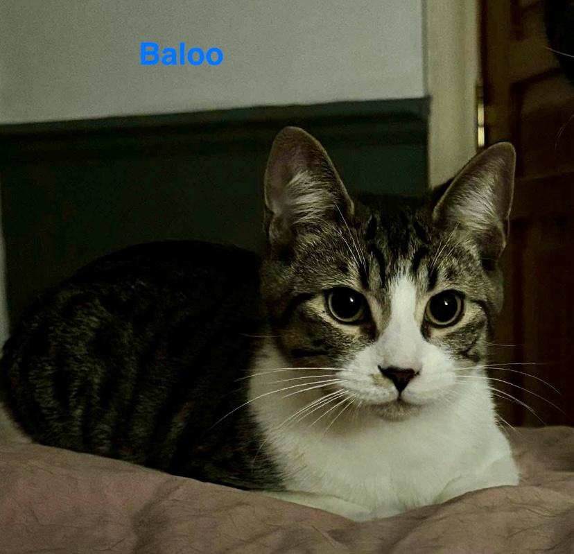 Baloo