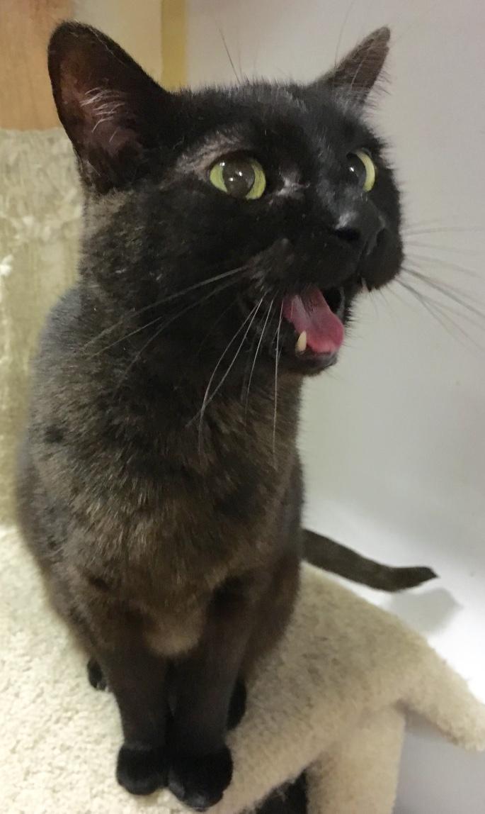 Rosie, a Adoptable mixed breed in Kansas City, MO image 3/3