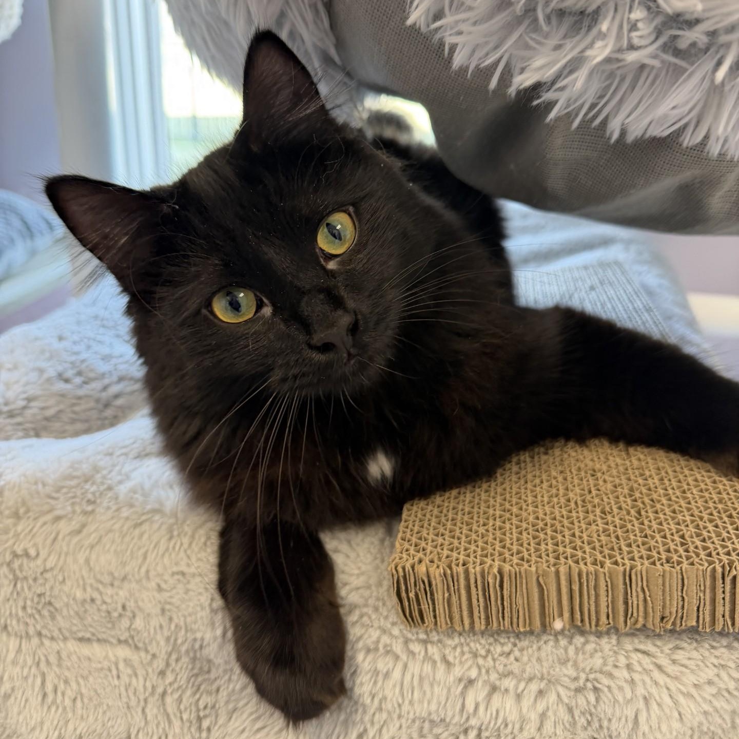 Enlarge Niko, an adopted Domestic Long Hair in Cooperstown, NY image 1/5