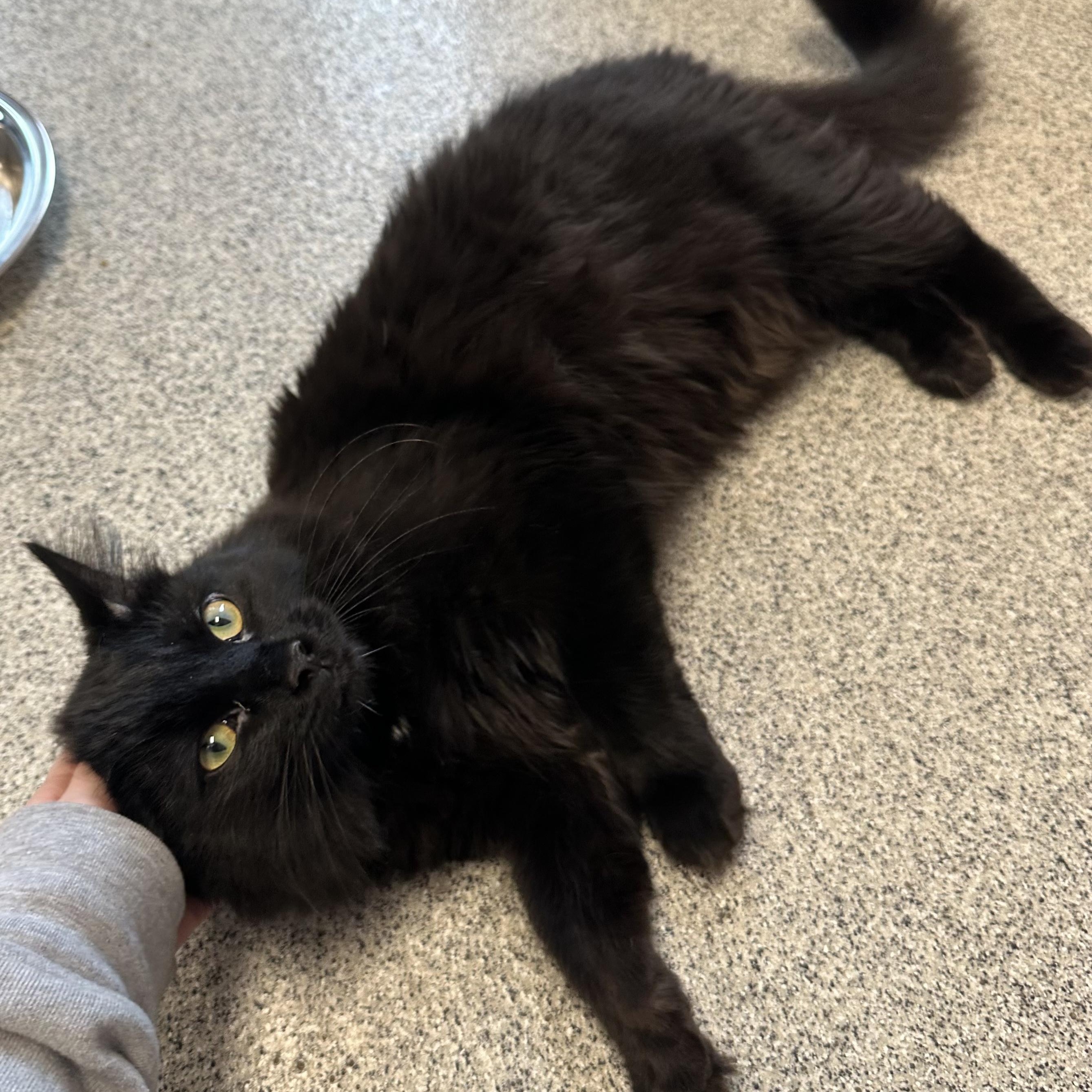 Enlarge Niko, an adopted Domestic Long Hair in Cooperstown, NY image 5/5